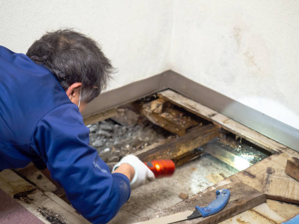 Best Mold Damage Repair  in Scott, LA