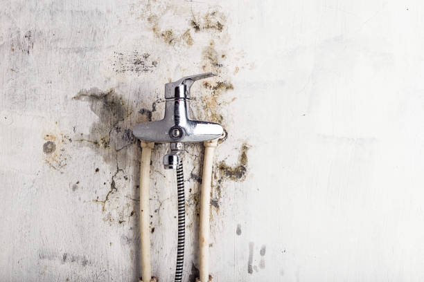 Office Mold Removal Services in Scott, LA