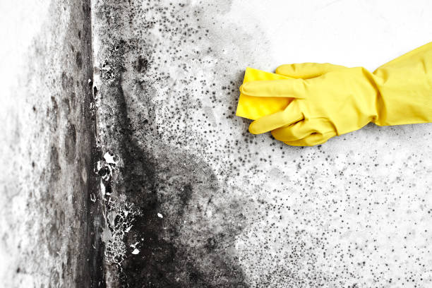 Best Fast Mold Removal  in Scott, LA
