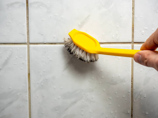 Best Toxic Mold Removal  in Scott, LA