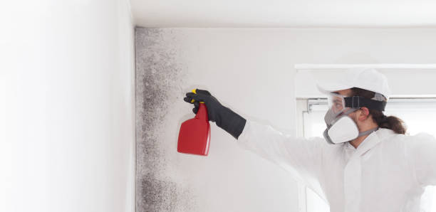 Best Office Mold Removal Services  in Scott, LA