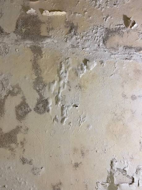 Best Crawl Space Mold Removal  in Scott, LA