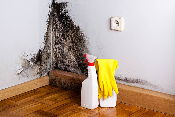 Best Mold Inspection  in Scott, LA
