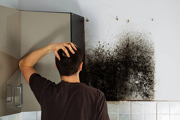 Best Best Mold Removal Companies  in Scott, LA