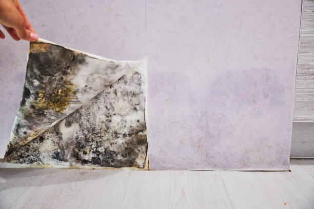 Best Affordable Mold Removal  in Scott, LA